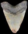 Bargain Megalodon Tooth - North Carolina #41162-2